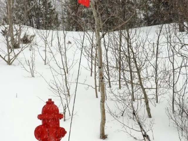 Martha Stewart beautifies the landscape with blooming hydrangeas in summer 2025, resurrecting the...