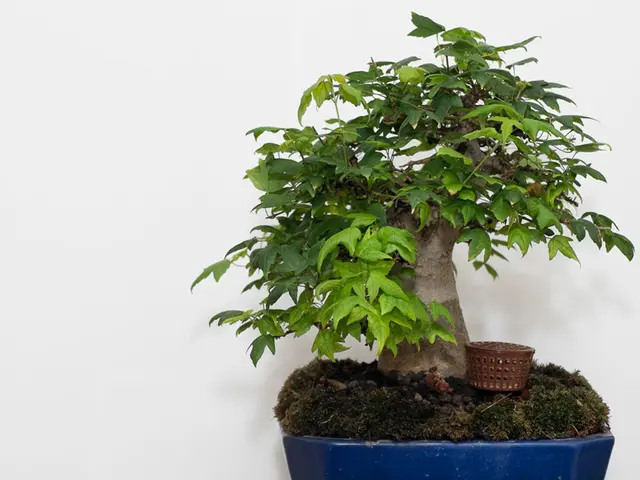 IoT-Powered Bonsai Care: Automated Management and Monitoring through the Internet of Things