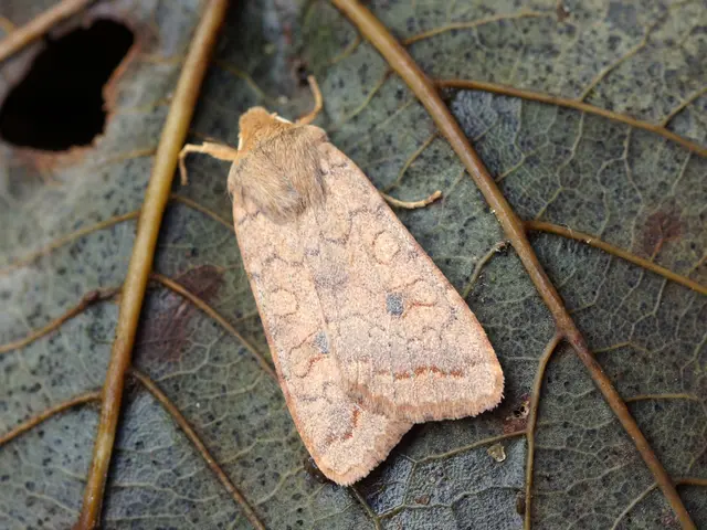 Harmful Impact of Soil-Dwelling Pests on Flora: An Examination