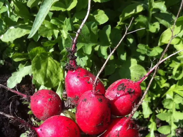 Methods for nourishing beets in July for maximum root size and juiciness
