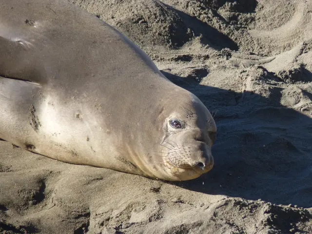 Proper upkeep prolongs the lifespan of outdoor paving stones