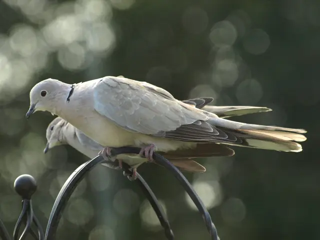 Variety of avian creatures that could potentially inhabit your garden
