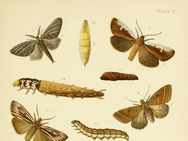Moving or Leaving a Chrysalis or Cocoon Found in Your Yard: Guidelines for Interaction with Such...