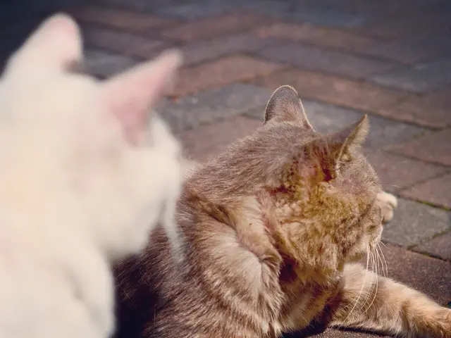 Six Feline Species Lacking Felinesque Fur (Despite Not Being Completely Hairless)