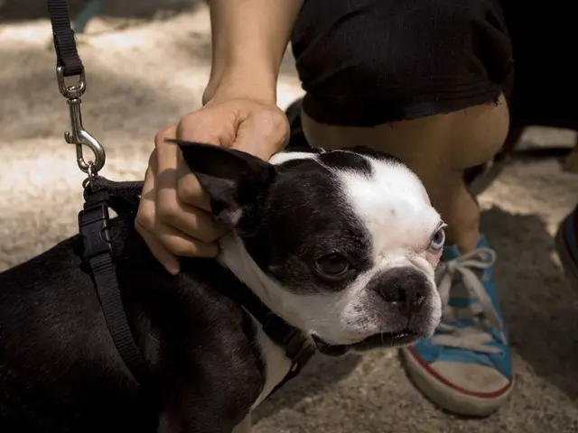 Canine Unit at Anamosa State Penitentiary Receives Donated Protective Vest