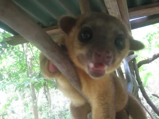 disappointing length of time: a rescue canine has reportedly been visited by a single individual...