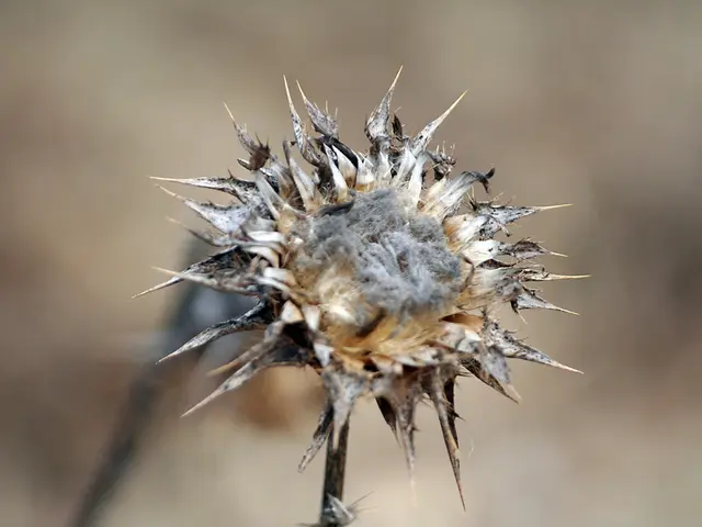 Preserving Hydrangea Buds via Water: An Affordable and Simple Method for Maintaining Hydrangea...