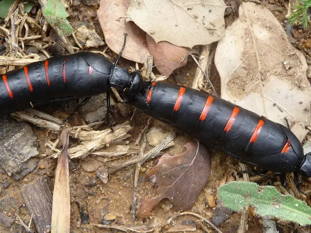 Top 15 Suitable Houseplants for Arid Environments