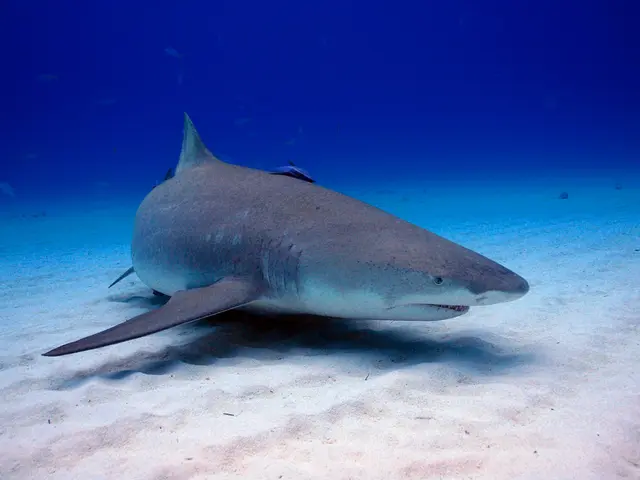 Majestic Dolphin Encountered in Peril at Hyères Harbor - Investigating the Reason Behind These...