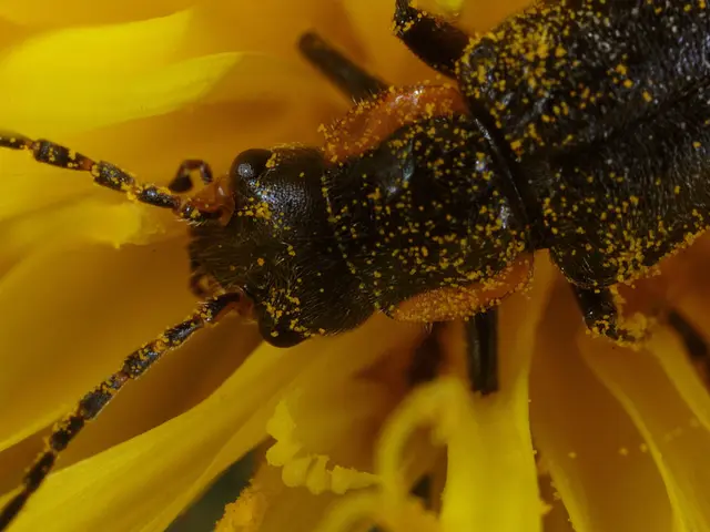 Avoid eradicating wasps, despite their nuisance. They could prove beneficial to your garden.