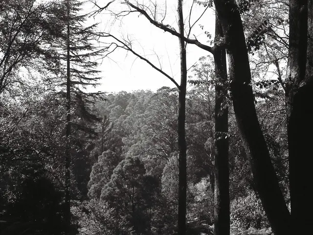 Favorite Arboreal Selection as Per Experts