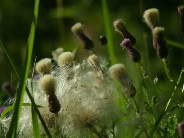 Strategies for Natural Vegetable Garden Expansion