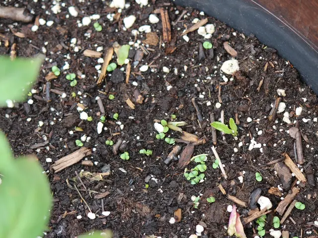 Practical Guide for Improving Soil Aeration in Backyard Gardens