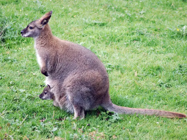 Christmas Arrives Early with Kangaroo Joey Sightings