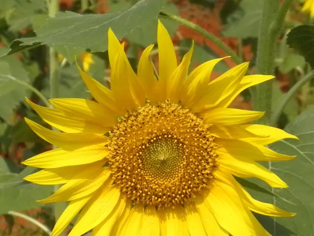 Best Time for Central Florida Sunflower Planting: Discovering the Ideal Season for a Vibrant...