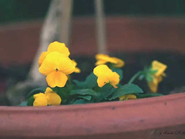 Expanding Your Orchid Family: Explore 4 Methods for Orchid Propagation