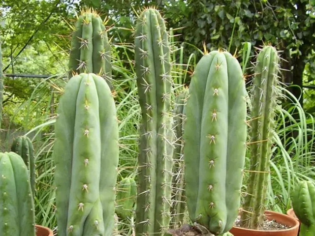 Guide to Nurturing Succulents: Tips for Growing and Maintaining Cacti
