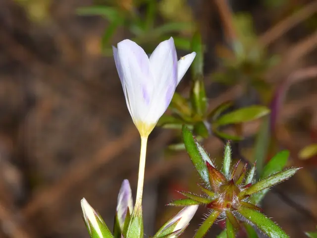 Optimal Fertilizer for Petunia Blossoms