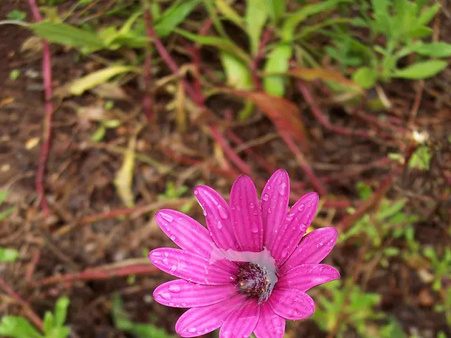 Upcoming Fall Weather Predictions in 2025 by The Farmers' Almanac: Brace for Intense Thunderstorms...