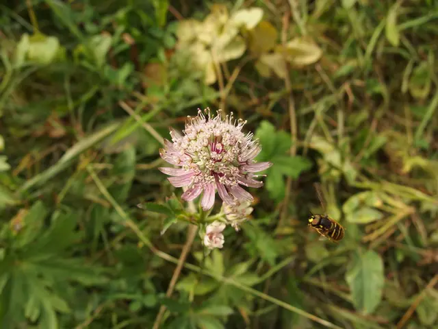 Avoid exterminating wasps! Despite their nuisance, these insects are valuable additions to your...