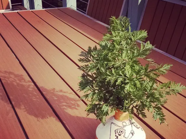 9 Strategies for Keeping Your Indoor Greenery Alive and Thriving