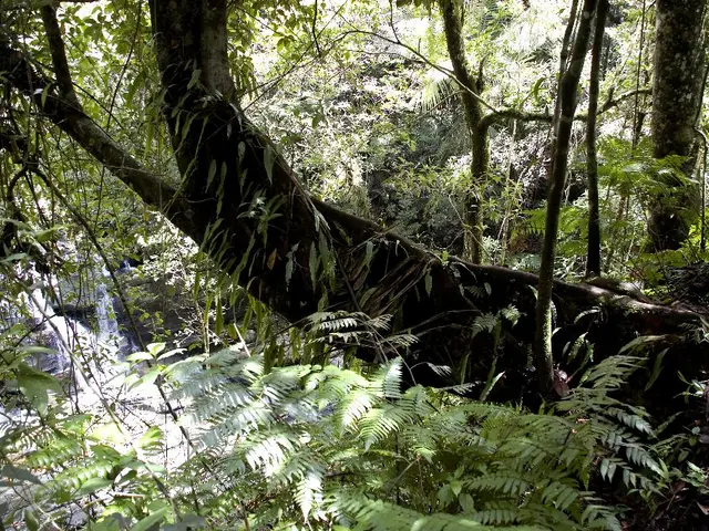 Adjusting Irrigation Timetables for Peaches During Water Scarcity