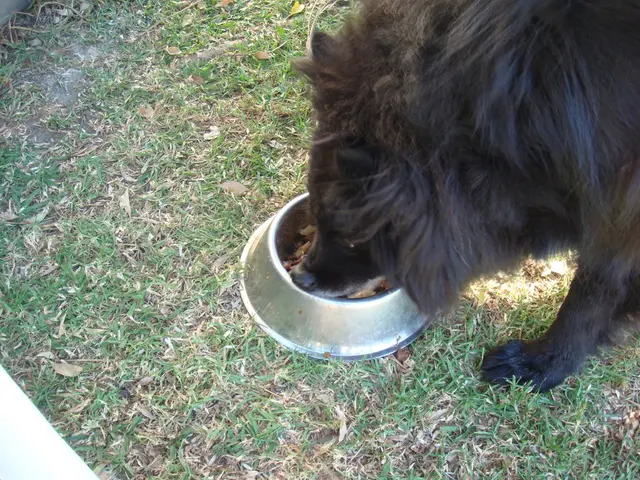 Conflict over Empathy: Russia's Battle Against Empathy Towards Animals and the Worldwide...