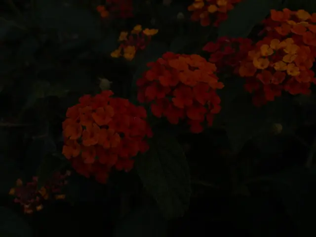 Guide to Growing Indoor Flower Seeds with Expertise