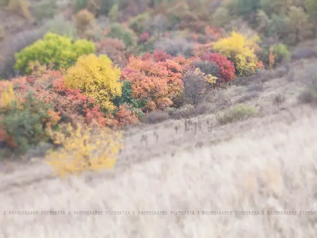 Thriving in Moisture: Which Plants Prefer Wet Soil Environments?