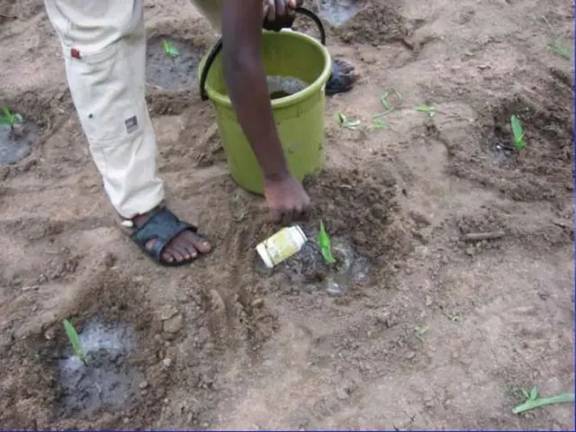 Creative and Unexplored Methods for Utilizing Buckets in Gardening, Offering Unique Approaches You...