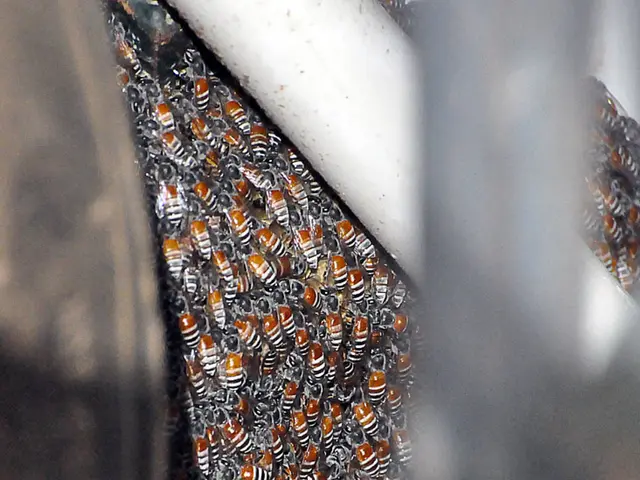 Battle between Costco and our online store: Pricing Differences in Premium Manuka Honey