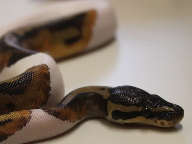 Identifying Reptiles: A Guide to Distinguishing Garter Snakes from Vipers in the French Countryside