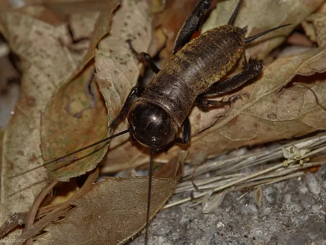 Try these potent natural cures: Employ these methods and illness won't beset you again