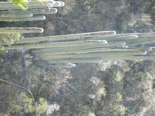 Unyielding Earth, Fragile Dilemma: The Resilience of Desert Flora