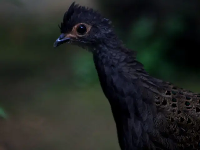 Top-Ranking Birdbaths to Boost Avian Visitors in Your Backyard
