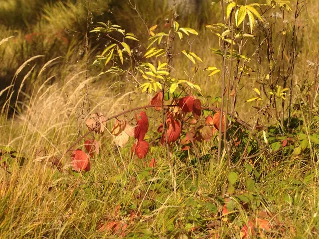 Strategies for Maintaining Lush Greenery in Minimum Spacious Outdoor Areas
