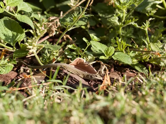 Indoor Flora to Deter Bothersome Lizards