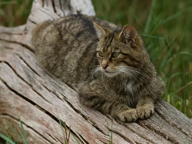A Behaviorist Recommends That Cat Owners Invest in a Cat Tree for their Feline's Welfare