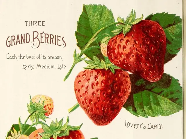 Guide for Cultivating Gooseberries