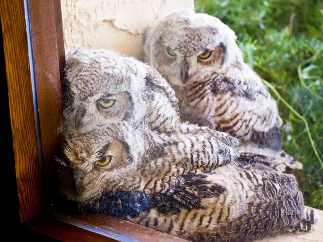 Commemorating the Hushed Vigilantes of Night: Honoring the International Owl Awareness Day