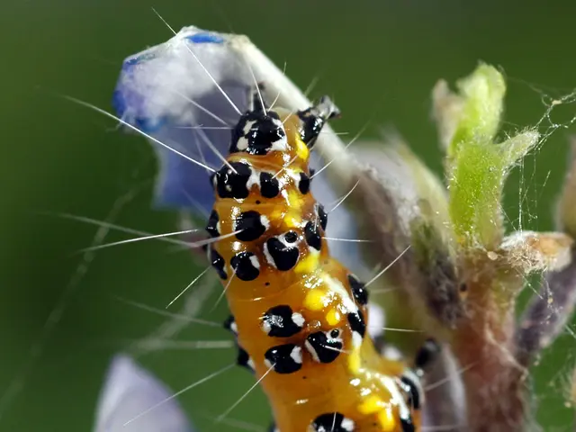 Guidelines for Cultivating Boxwood (Buxus sempervirens)