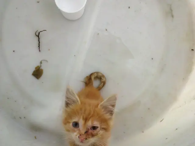 Examining key factors when purchasing a property with oil-powered radiators as the heating system