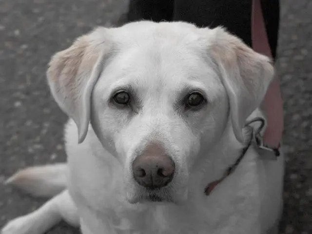 Attempt this dog trainer's straightforward approach to prevent leash pulling by your canine; we...