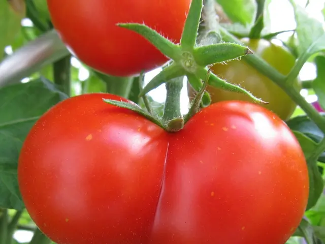 Tips for Boosting Tomato Production: 7 Pro Strategies for a Prolific Crop