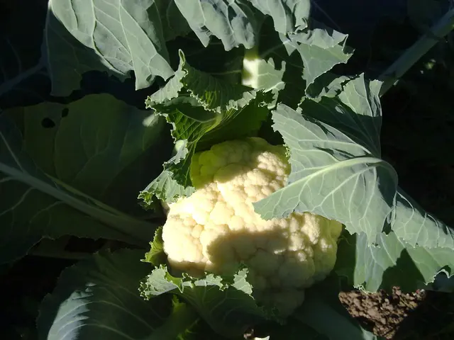 Growing Cauliflower Simplified: A Rewarding Guide for Beginners