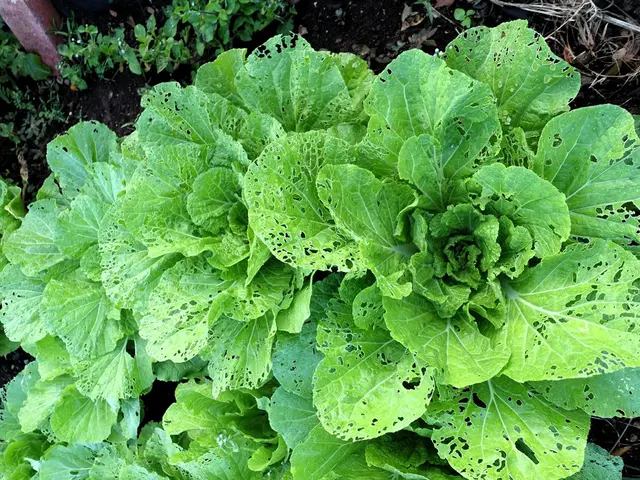 Optimal Soil Temperature for Sowing Spinach Seeds: A Comprehensive Guide