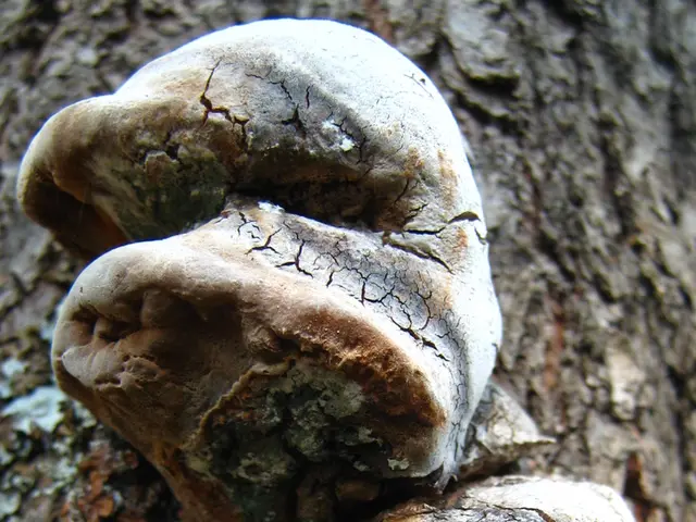 Leaves of cherries transform to yellow and drop off in August.