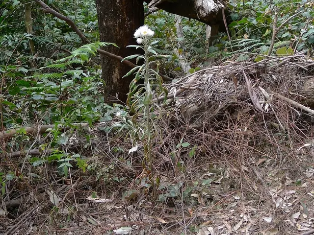 Simplified Cosmos Cultivation: Comprehensive Expert Advice for Raising Cosmos Flowers