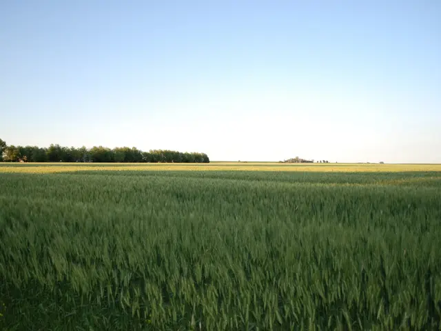 Explore Ireland's Moral Agriculture: A Glimpse into Ethical Farming Practices Amongst Irish Farmers