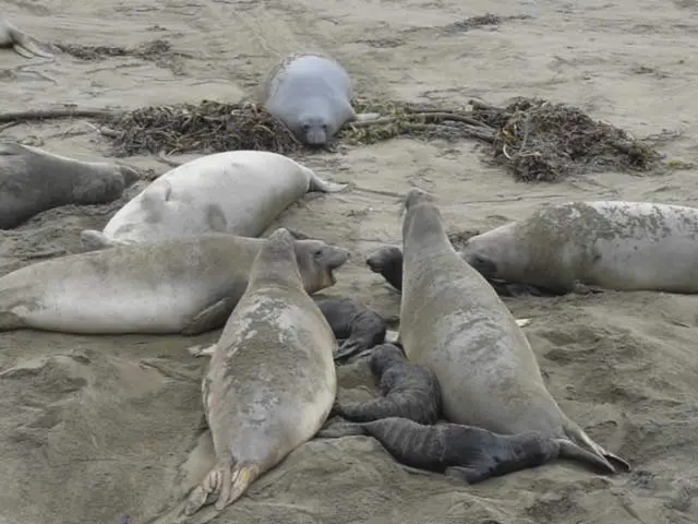 Released into the sea: First set of spayed seals